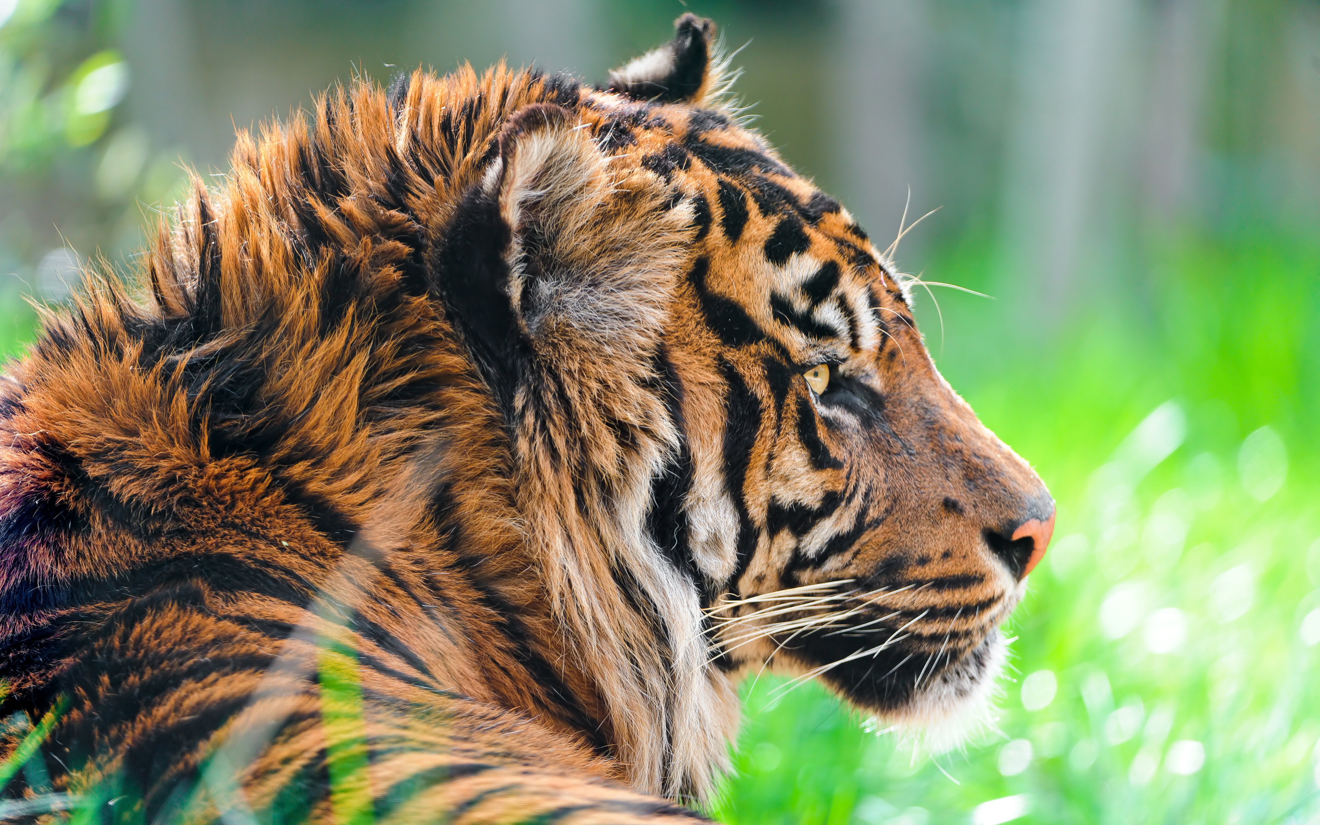 Sumatran Tiger 4K992875260